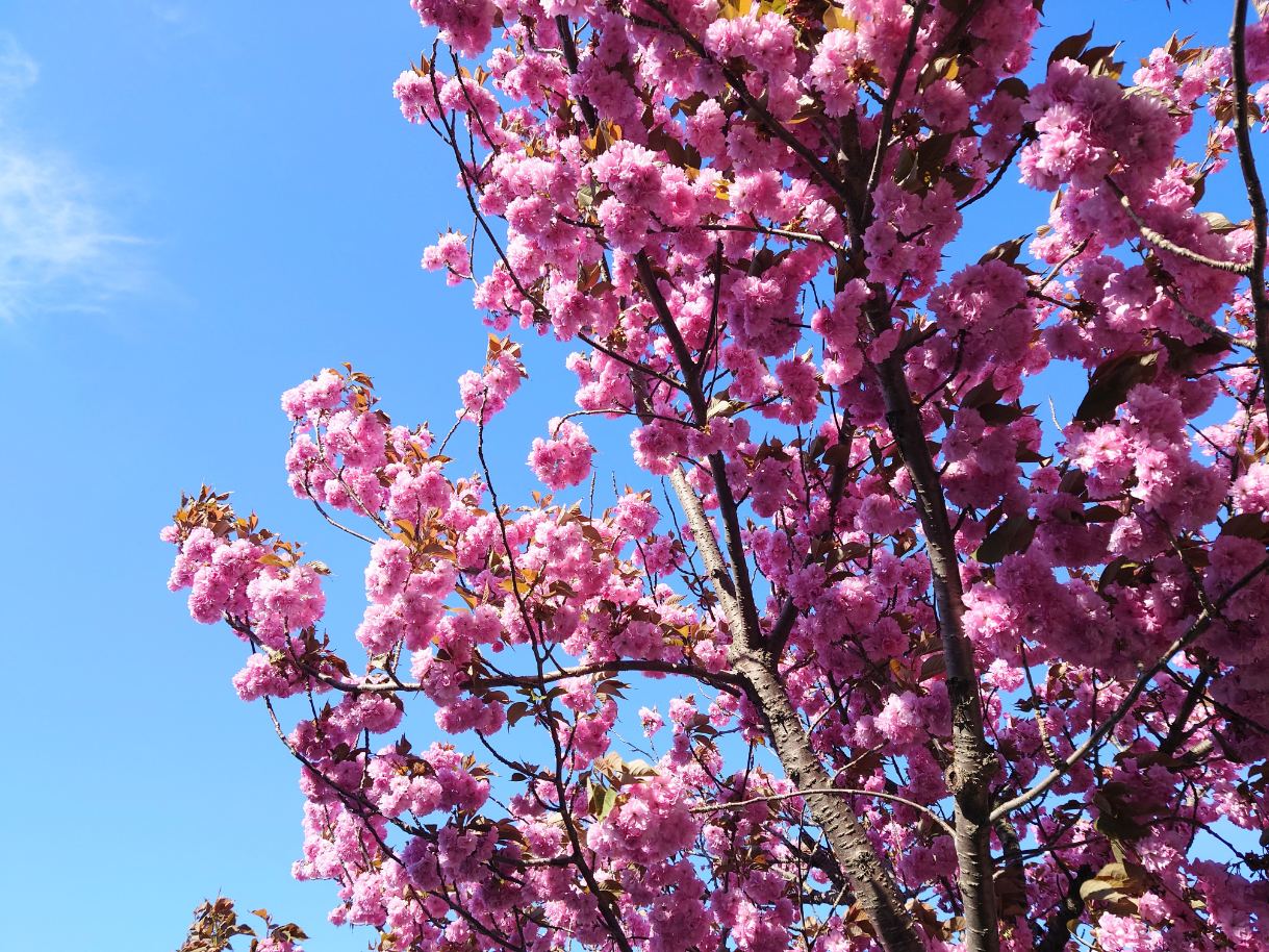 函館の桜