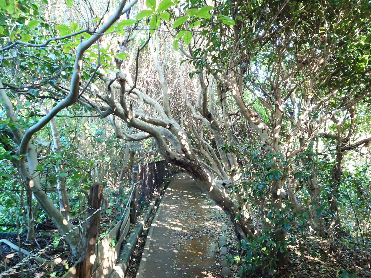 足摺岬の小路